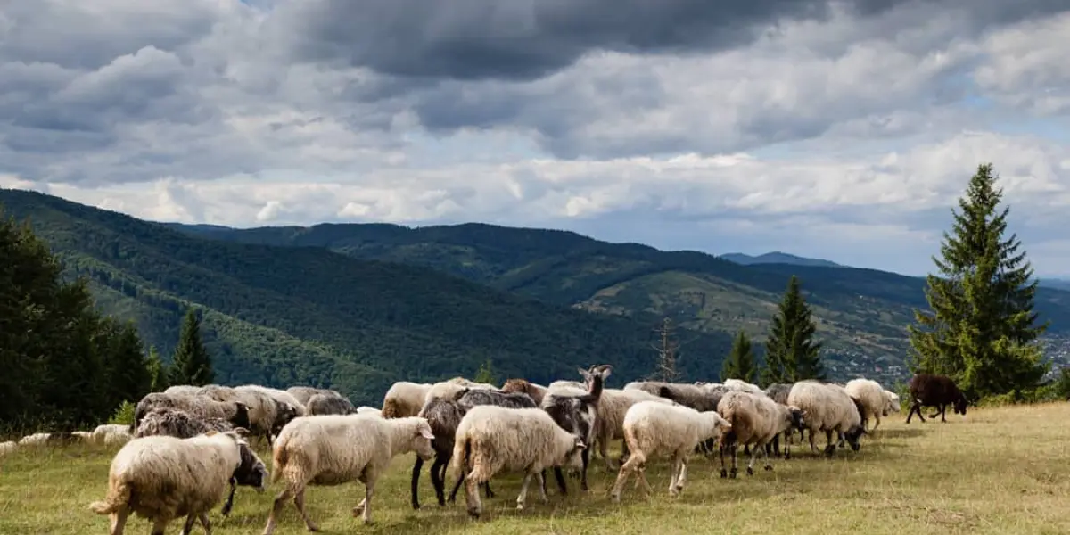 Полонина Маковиця Вівці на полонині Маковиця