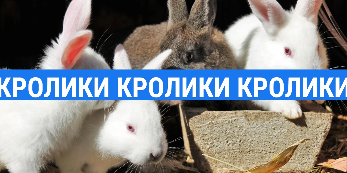 Звідки взагалі з’явились кролики як один із ключових образів у цьому тексті_