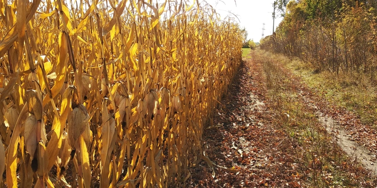 Літня класика-4