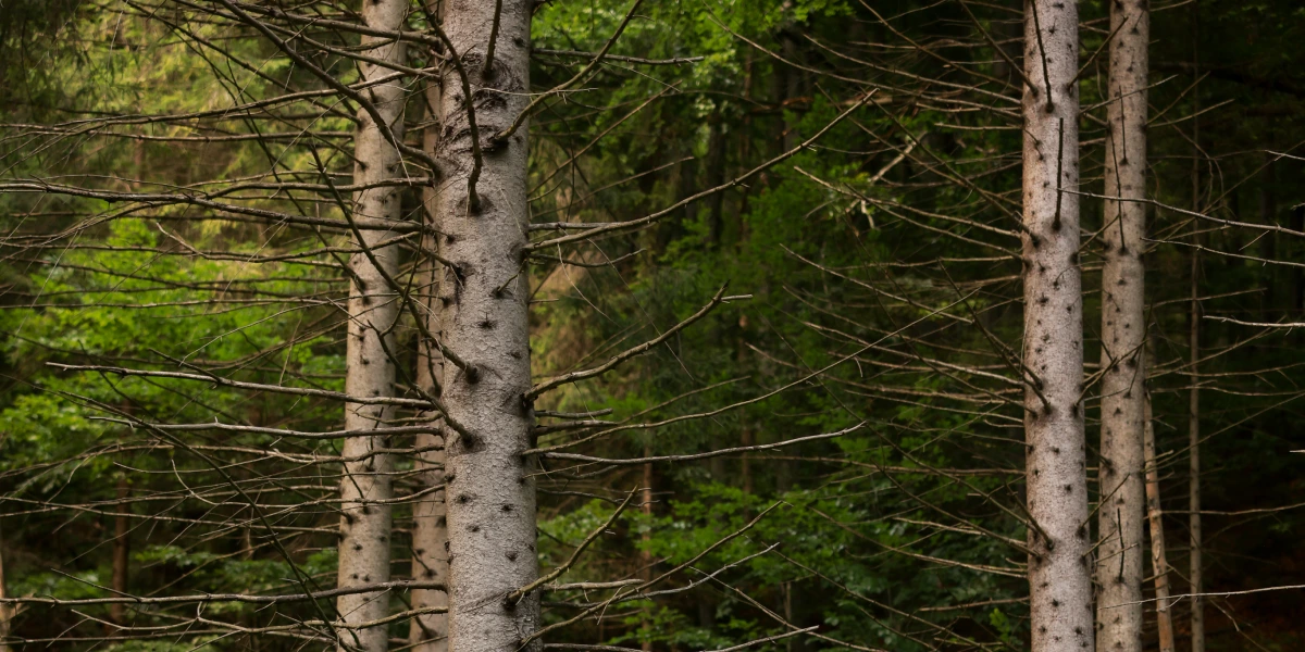 Я пропустила лекцію про поезію й пішла в ліс прогулятися